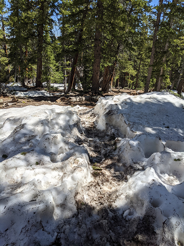 snow drifts through the forest