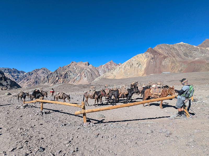 mule train getting ready