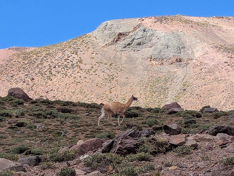 first guanaco sighting