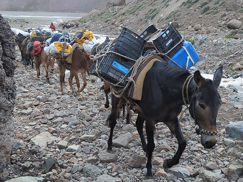 inka mule train