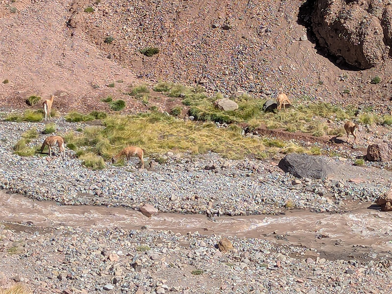 more guanacos