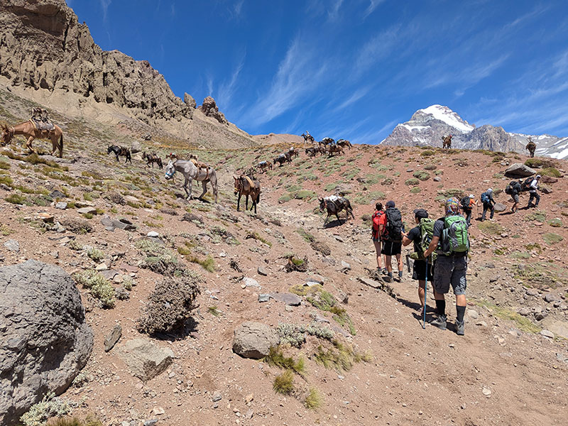 mule train headed down